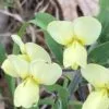 Cream False Indigo