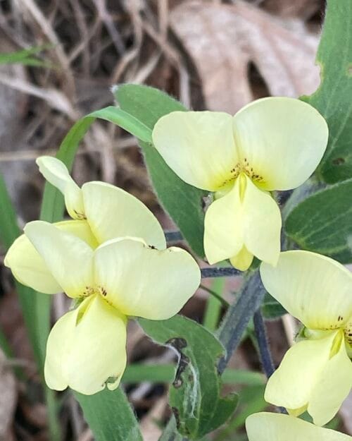 Cream False Indigo