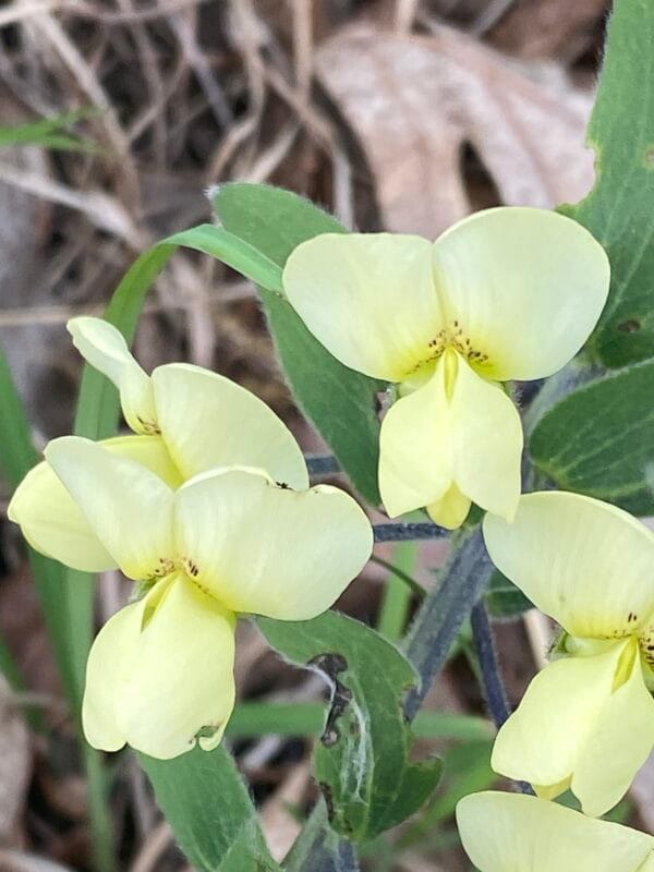 Cream False Indigo