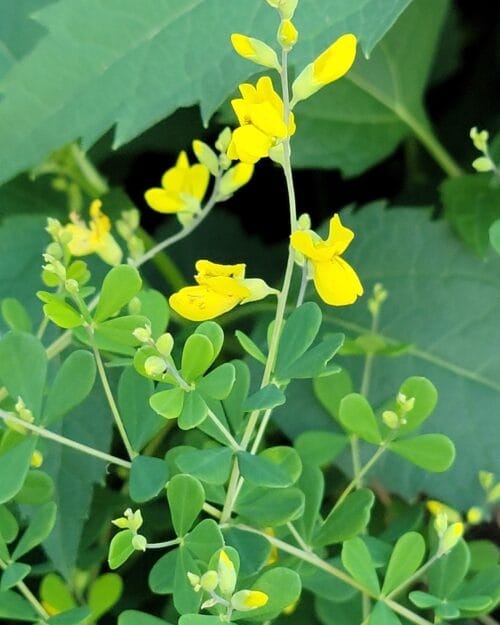 Small Yellow Wild Indigo