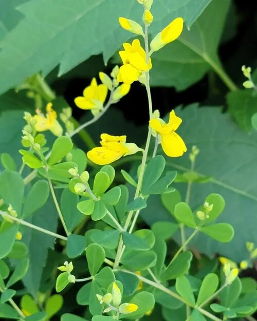Small Yellow Wild Indigo