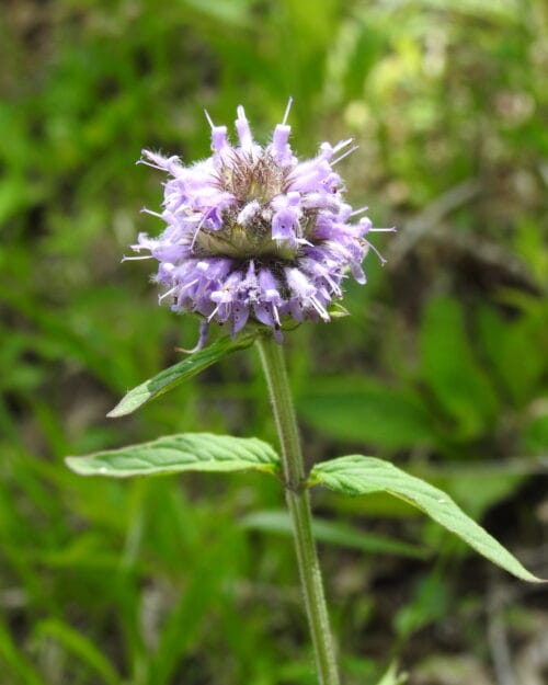 Downy Wood Mint