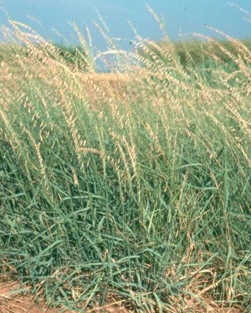Side-oats Grama