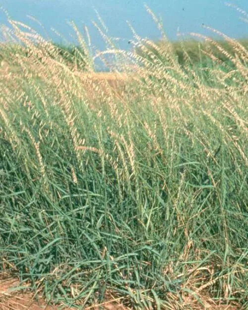 Side-oats Grama