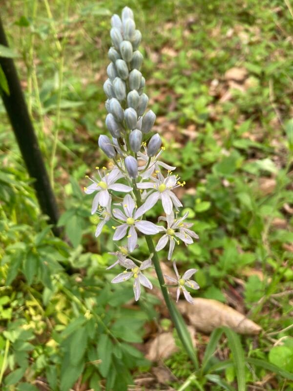 Wild Hyacinth