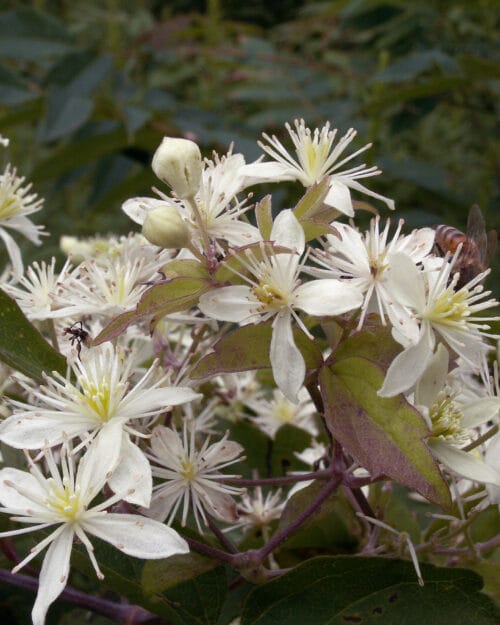 Virgin's Bower