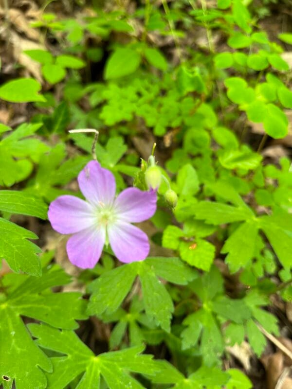 Wild Geranium