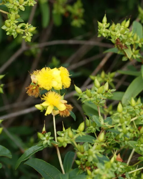Shrubby St John's Wort