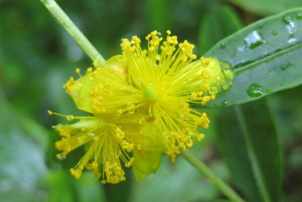 Shrubby St John's Wort - Image 2