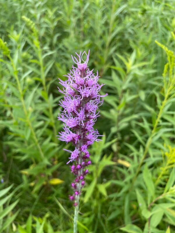 Prairie Blazingstar - Image 2