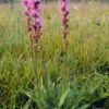 Button Blazing Star