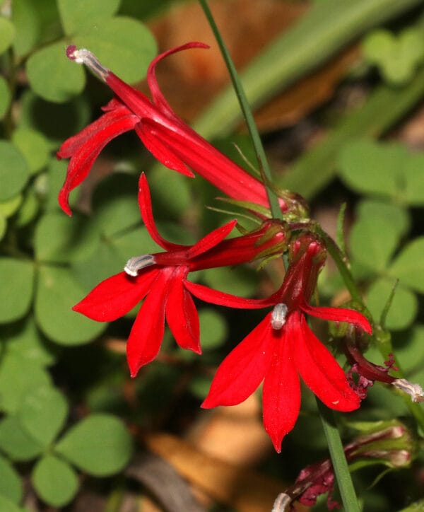 Cardinal Flower - Image 2