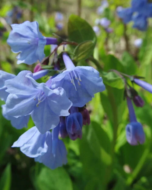 Virginia Bluebells