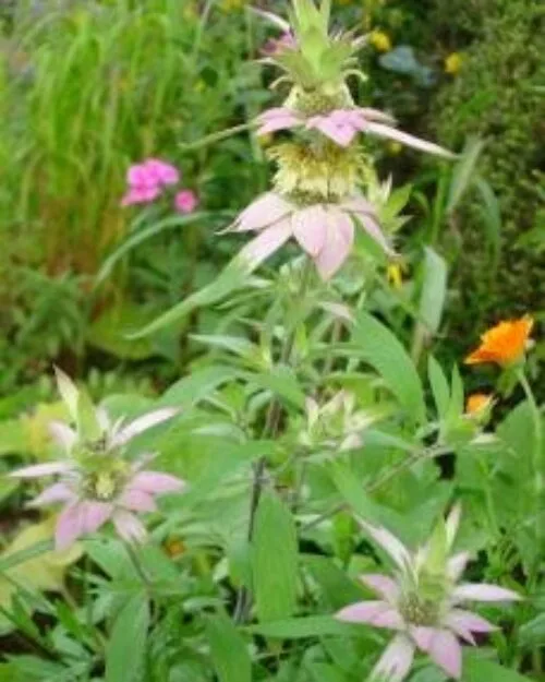Spotted Bee Balm
