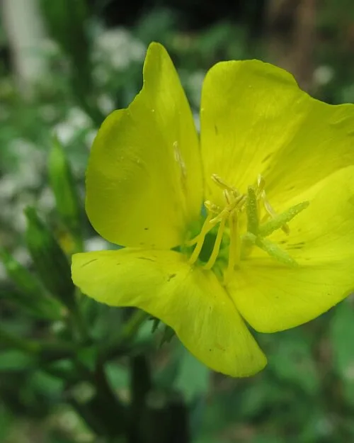Common Evening Primrose
