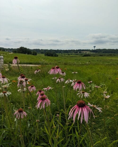 Pale Purple Coneflower