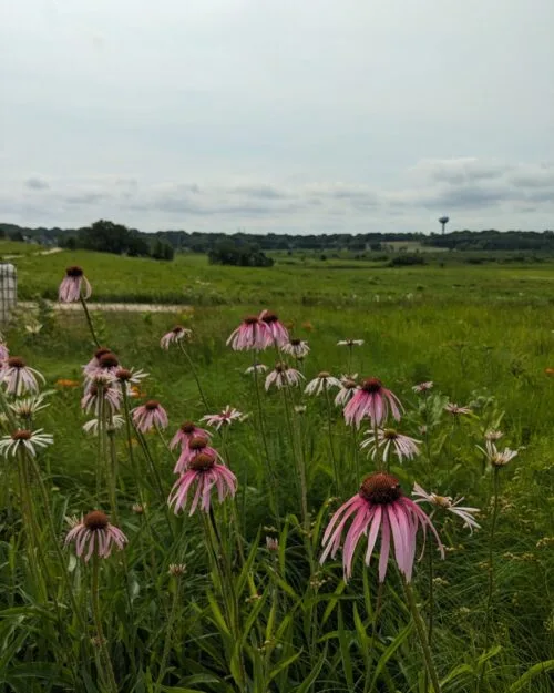 Pale Purple Coneflower