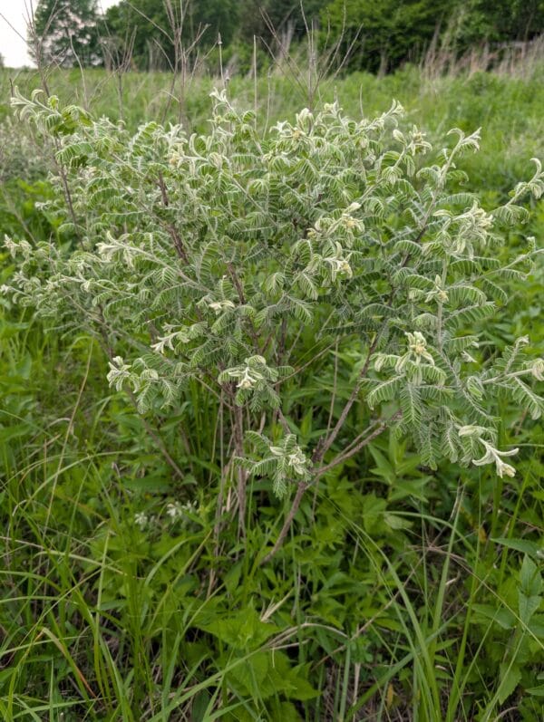 Leadplant - Image 3