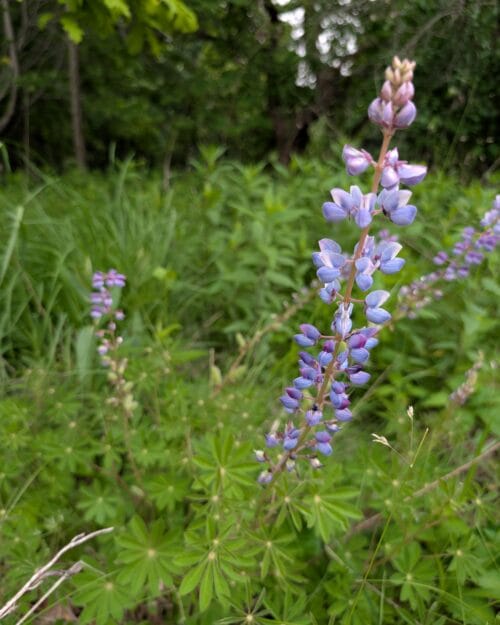 Sundial Lupine