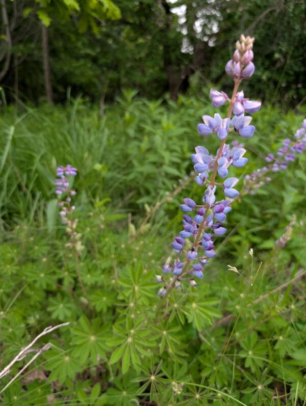 Sundial Lupine