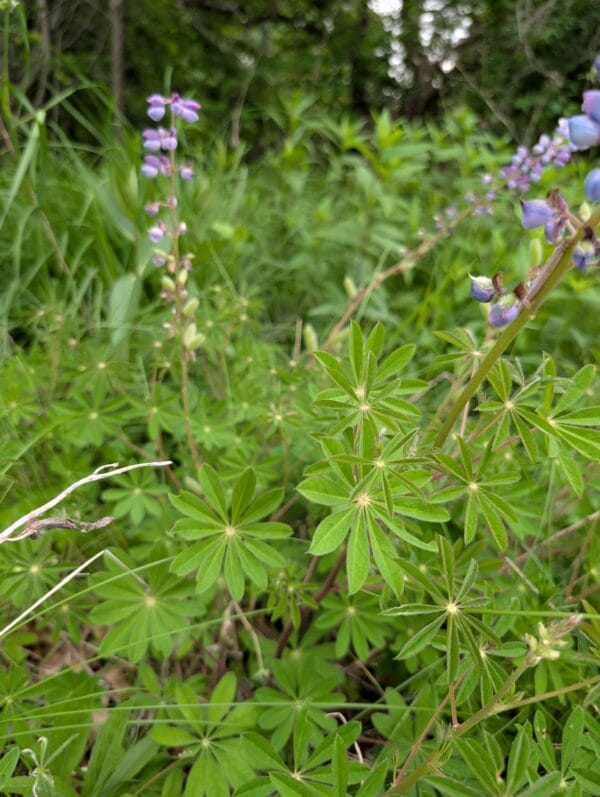 Sundial Lupine - Image 3