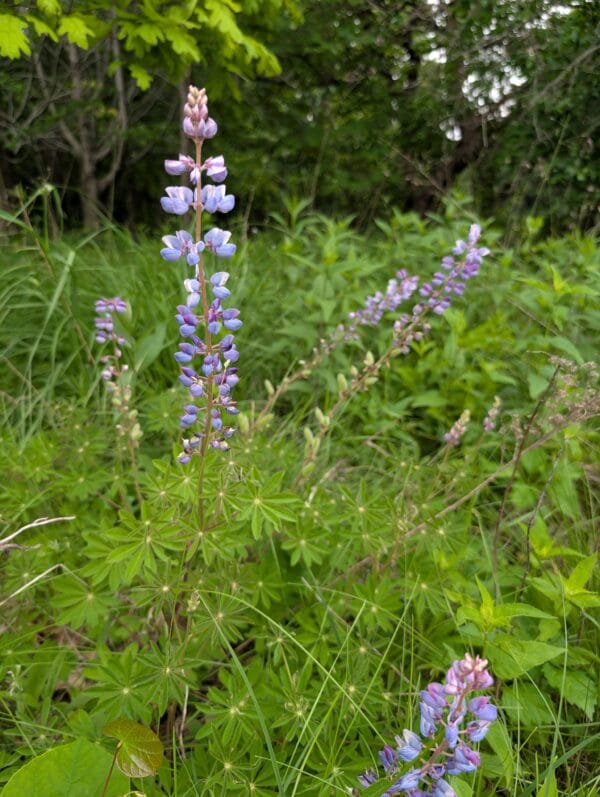 Sundial Lupine - Image 2