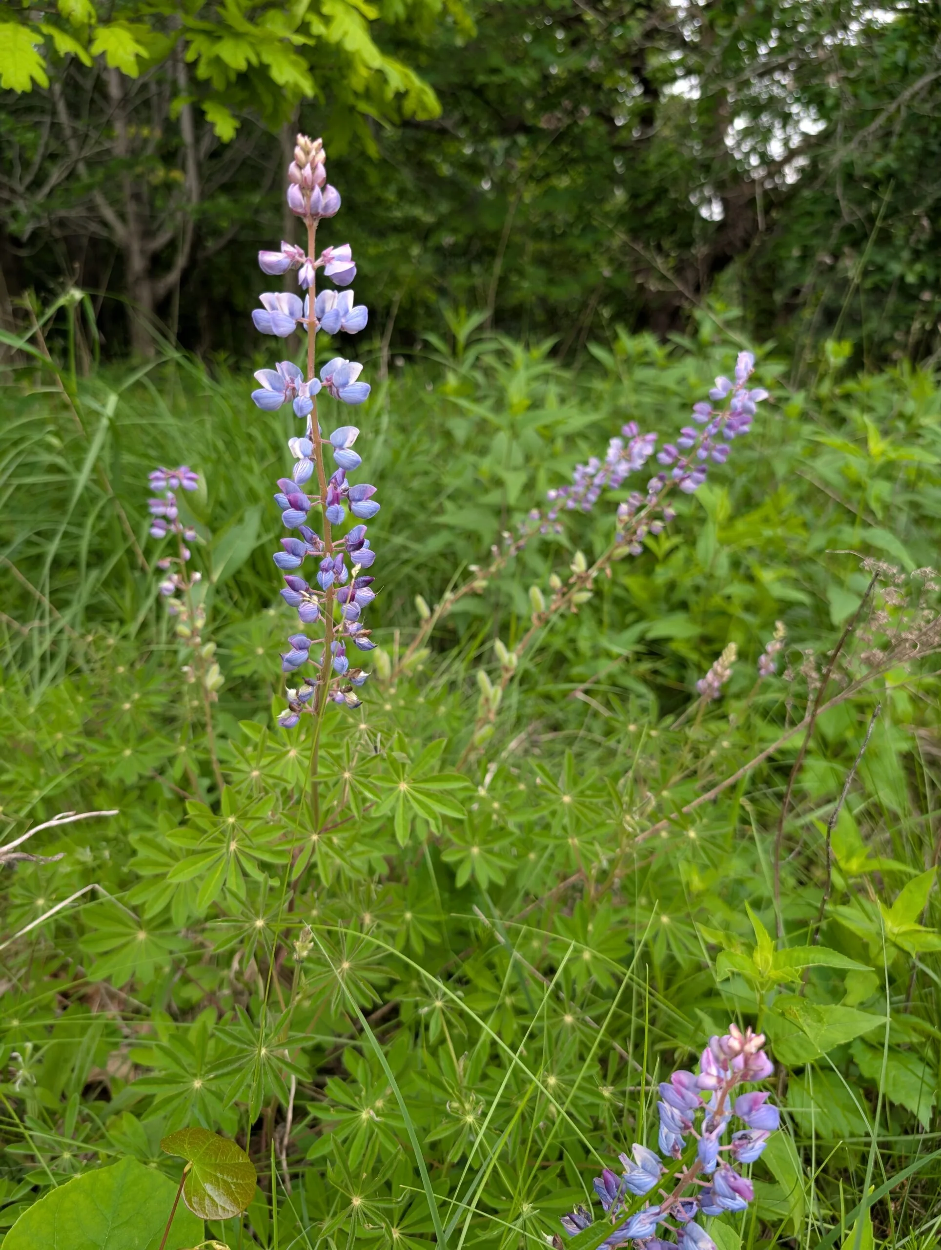 Sundial Lupine - Image 2