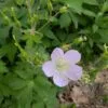 Wild Geranium