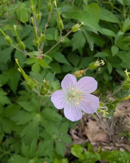 Wild Geranium