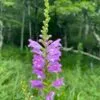 Obedient Plant