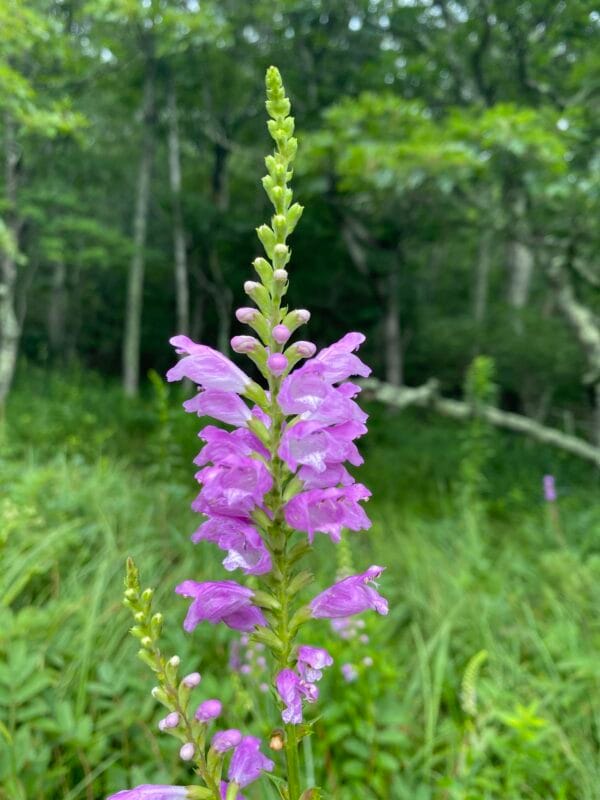 Obediant Plant
