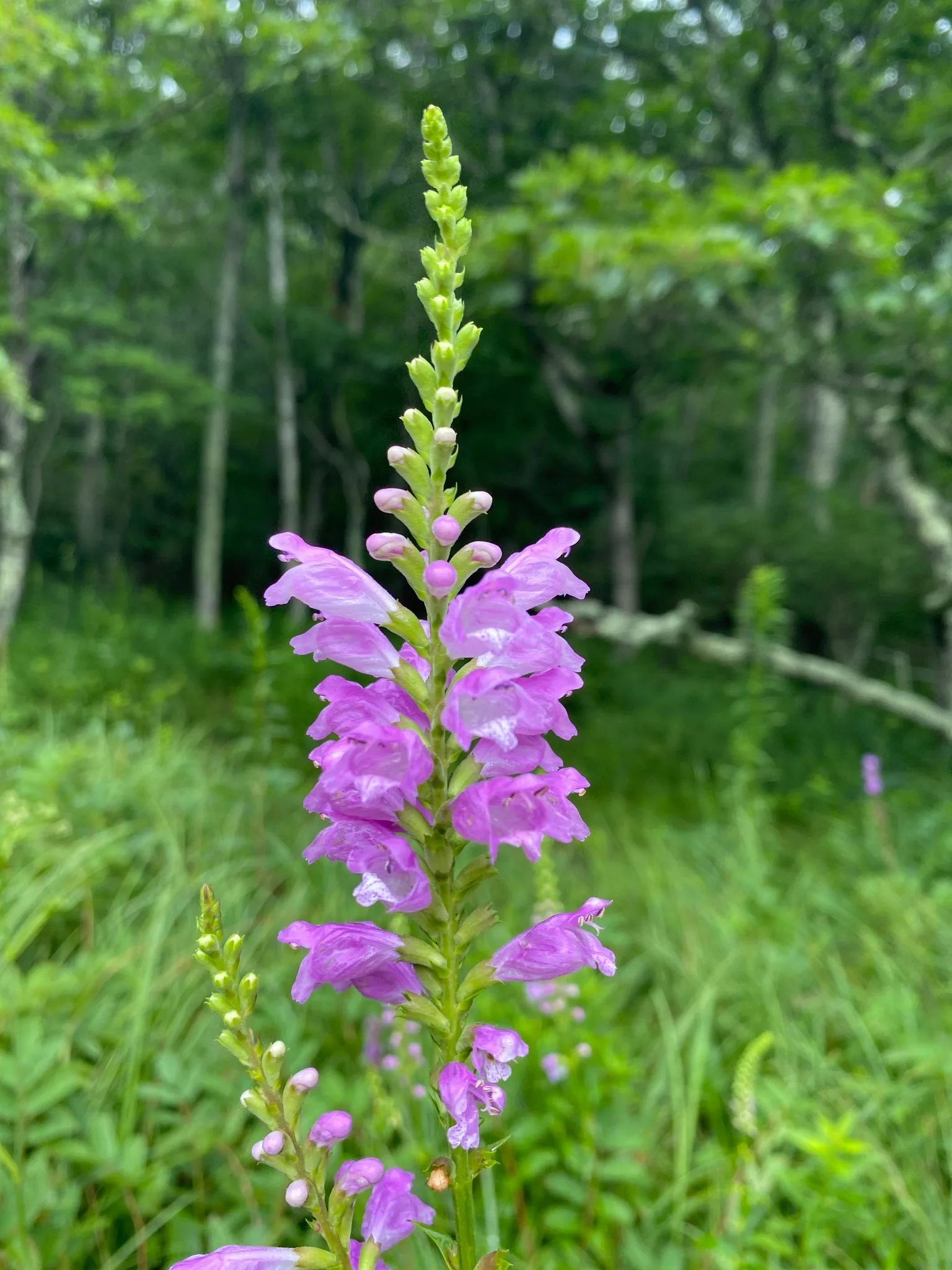 Obedient Plant