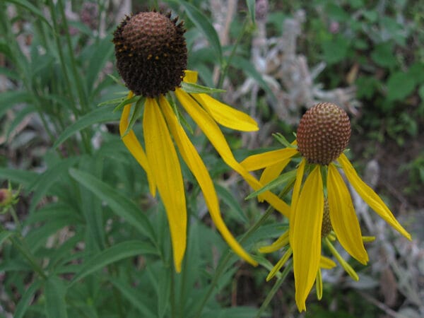 Yellow Coneflower - Image 2