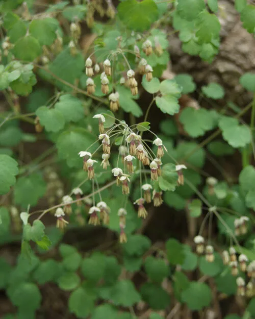 Early Meadow Rue