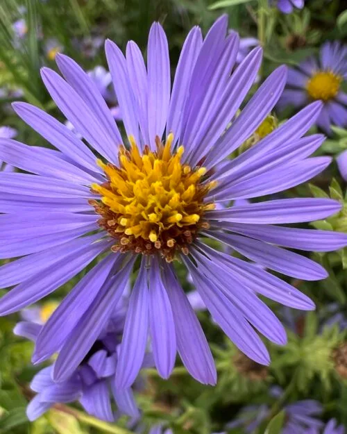 Aromatic Aster