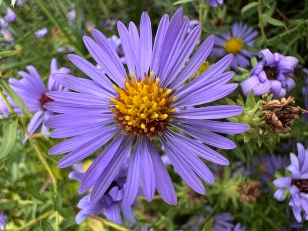 Aromatic Aster