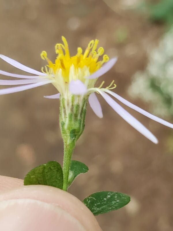 Big Leaf Aster - Image 2