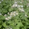 Big Leaf Aster