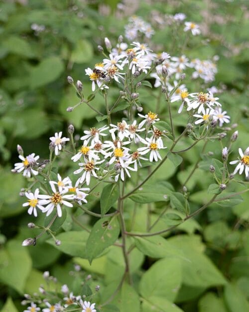 Big Leaf Aster