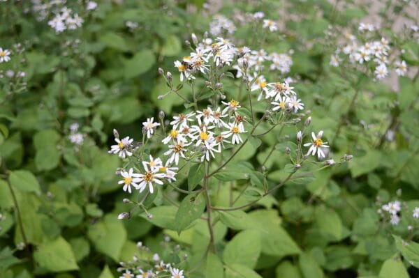 Big Leaf Aster
