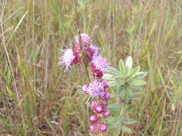 Button Blazing Star - Image 2