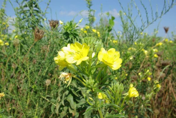 Common Evening Primrose - Image 2