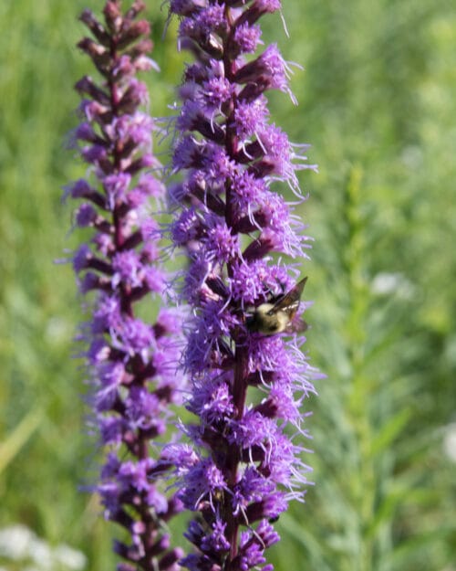 Dense Blazing Star