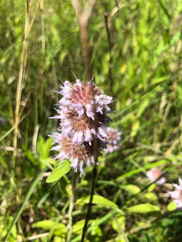 Downy Wood Mint - Image 2