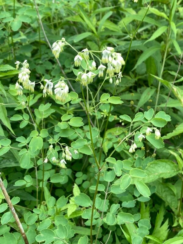 Early Meadow Rue - Image 2