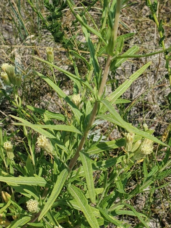False Boneset - Image 2