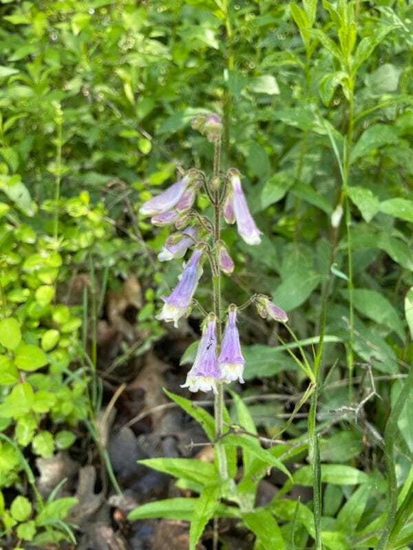 Hairy Beardtongue - Image 2