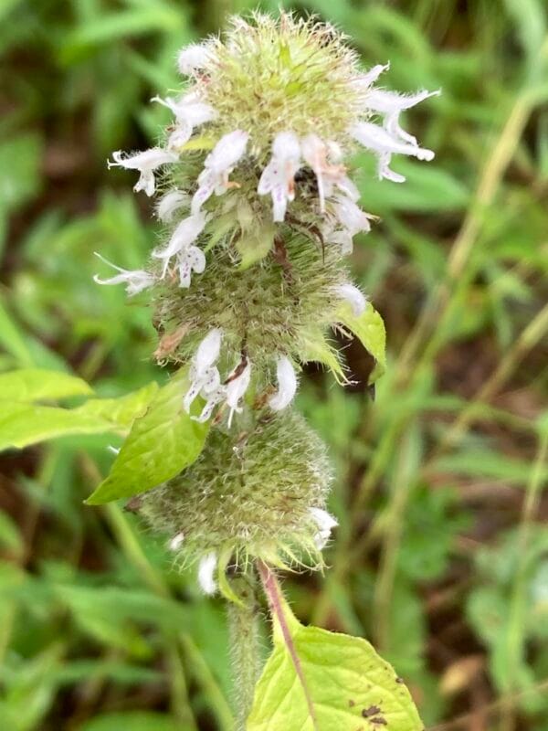 Hairy Wood Mint - Image 2