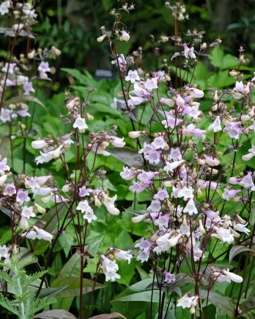 Hairy Beardtongue