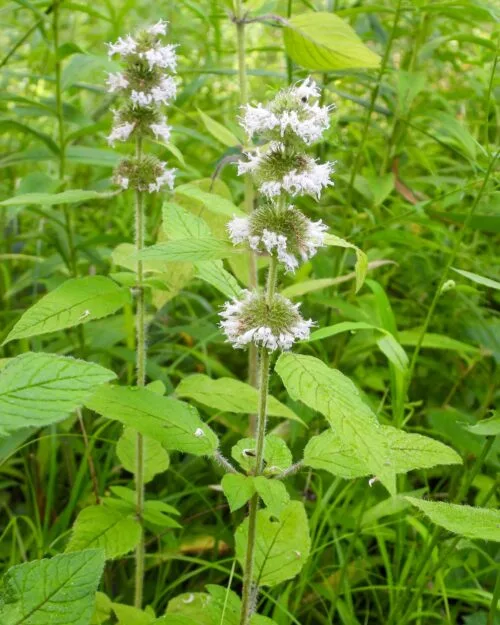 Hairy Wood Mint